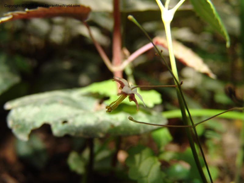 Epimedium, 040862401--China. Hubei. Wuhan Botanical Garden. 24 Apr 07. 249.jpg