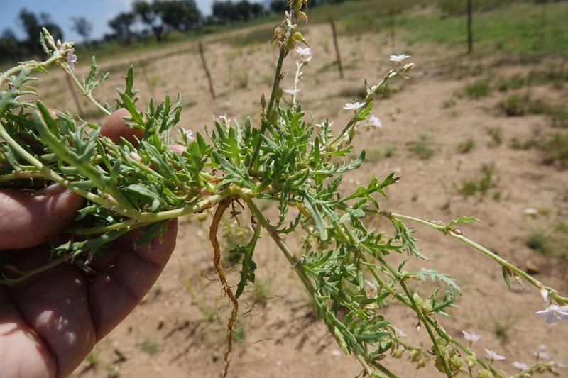 Oxygonum alatum, L. Nanyeni 1143--Namibia. B1 to Rehoboth, Frankie Fredricks St. 15 Mar 2018. DSC00565 (128).JPG