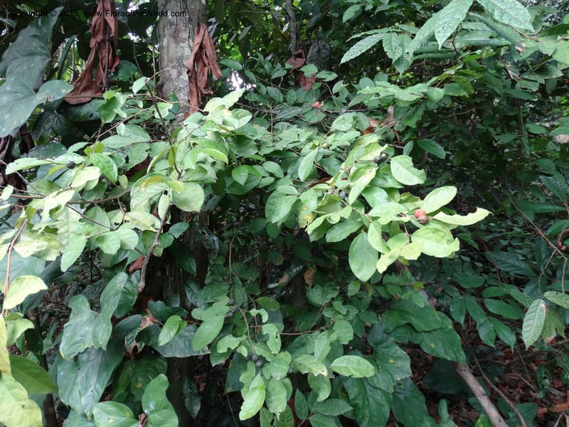 Olax, Davidson, C 12344--Cameroon. Mokoko For. Res. 20 Mar 2014. DSC02622 (317).JPG