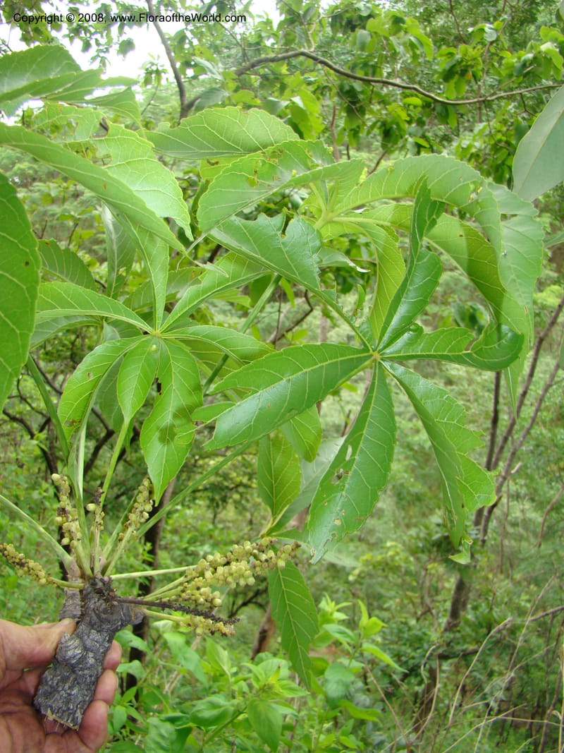 Cussonia arborea, RGereau7037--Tanz. Mbeya Rural Distr. Utengule Coffee Lodge. 26 Jan 08. 203.jpg