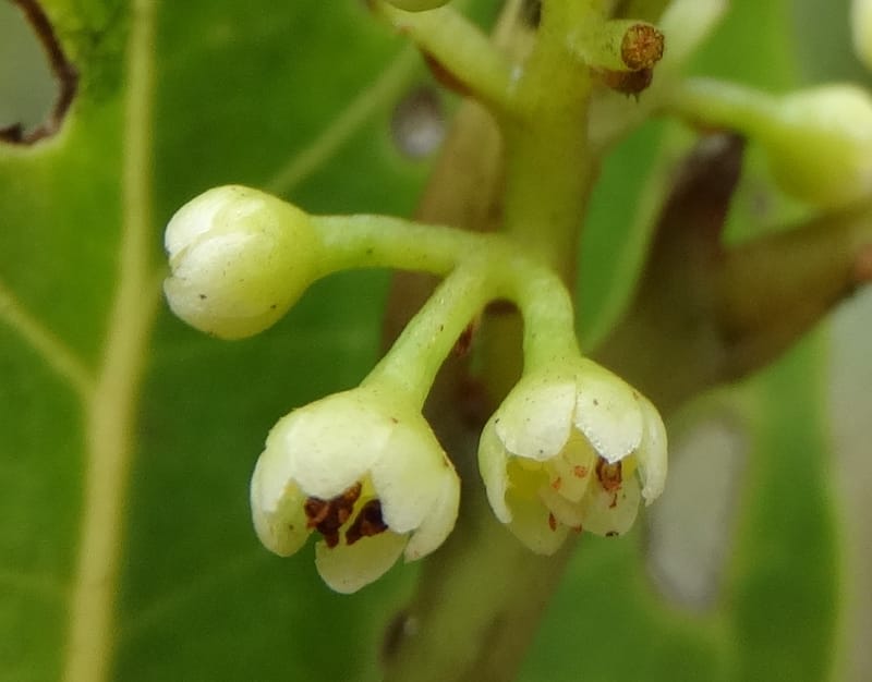 Endiandra monticola, Munzinger, J 7345--Fiji. Delaikoro Mtn. 3 Nov 2015. DSC08393 (357).JPG