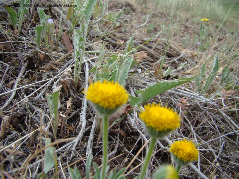 OR. Malheur Co. Leslie Gulch. 1 Jun 08. 127.jpg