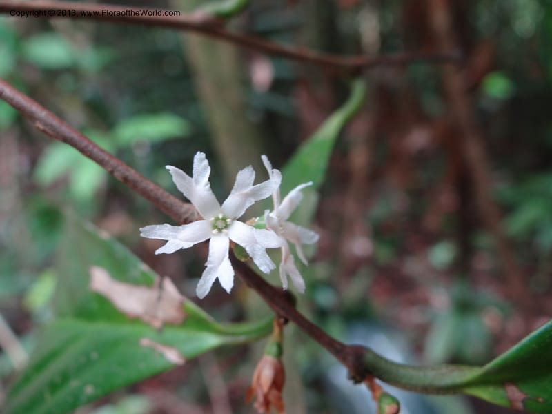 Erycibe, SAN.153261--Malaysia, Sabah. Kebun Cina. 12 Apr 2012. DSC08450 (18).JPG