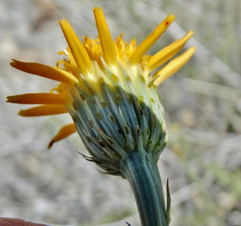 Adenophyllum cooperi, Davidson, C 13174--California, Mojave Nat'l Pres., 23 Apr 2016  8421 (6).JPG