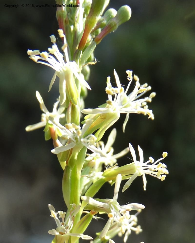 Gaura parviflora, Davidson, C 12604--ID. Idaho Co. North of Riggins. 16 Jul 2014. DSC00589 (33).JPG