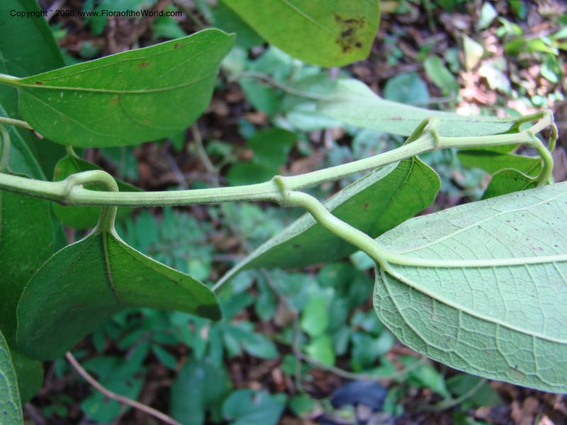 Aristolochia maxima, NMartinezM2422--MX. Chiapas. Jiquipilas. Cerro el Campanario. 14 Sep 08. 252.jpg