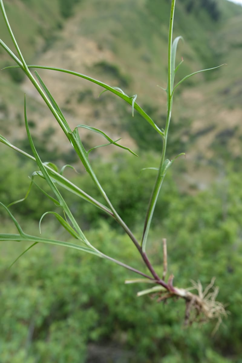 Microseris nutans, C. Davidson 13583--ID. Boise Co. Scott Mtn. L.O. Rd. 25 May 2017. DSC00708. JPG (241).JPG
