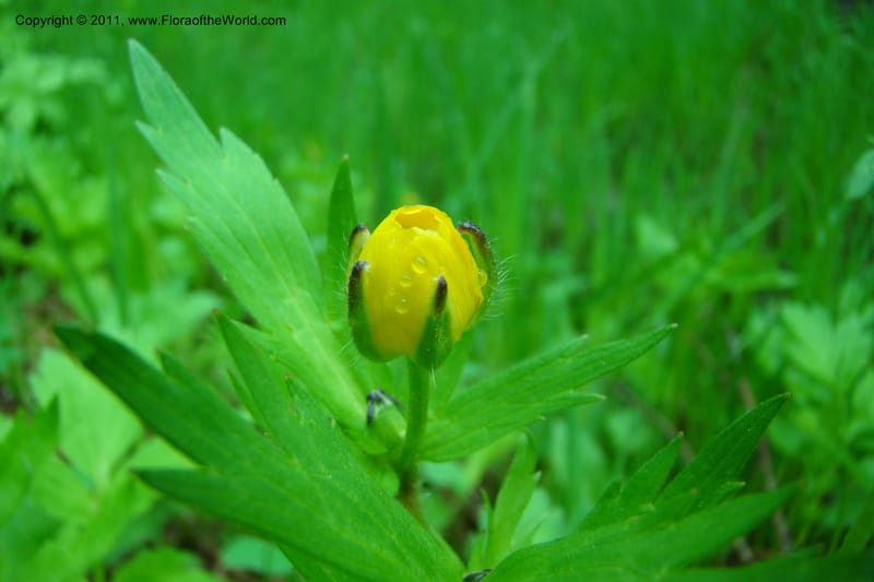 Ranunculus, C. Davidson 11402--Idaho. Adams Co. Smokey Boulder Rd. 6 June 2009. 014.jpg