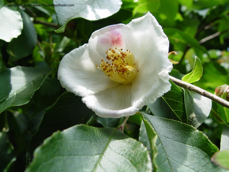 Stewartia sinensis--MA. Arnold Arboretum. 30 Jun 03. 107.jpg