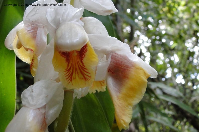 Alpinia, Regalado 1858--Viet Nam. Unknown mountain. 10 May 2011. 131 (4).jpg