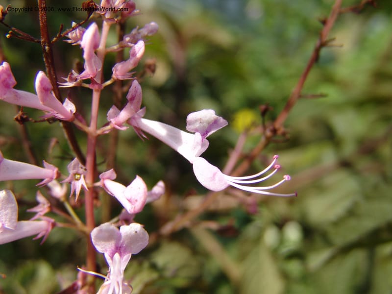 Plectranthus--Kenya. Brooks Bond Tea Estate, Kericho. 10 Jul 04. 135.jpg