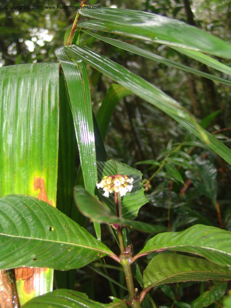 Psychotria oinochrophylla, RVasquez 31535--Peru. Prov. Oxa. Estac. Paujil. Send. El Mirador. 16 Oct 06. 305 (2).jpg