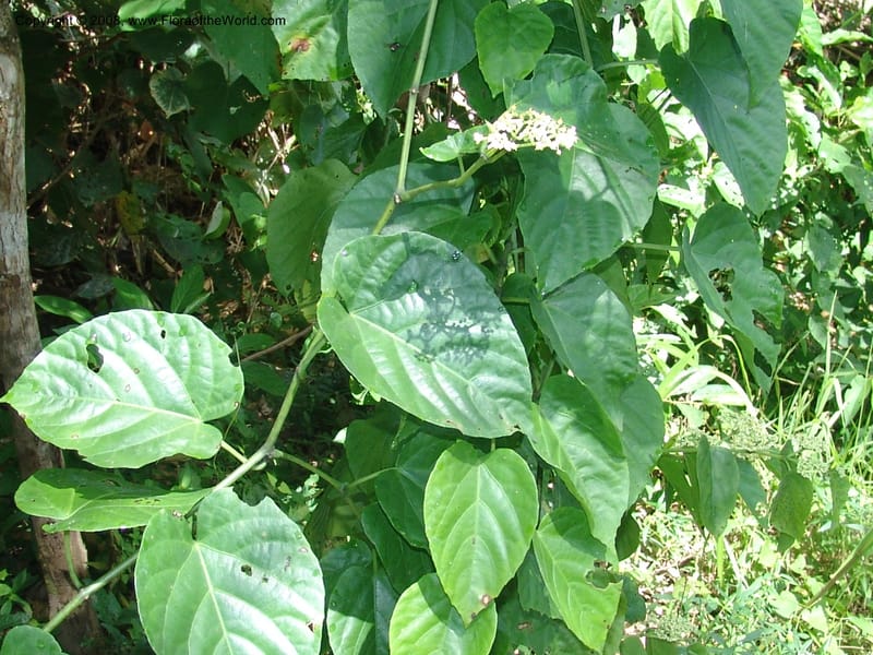 Cissus verticillata, AAraujoM1542--Bolivia. P. Nac. Madidi. Chalalan, Rio Tuichi. 24 Nov 04. 036.jpg