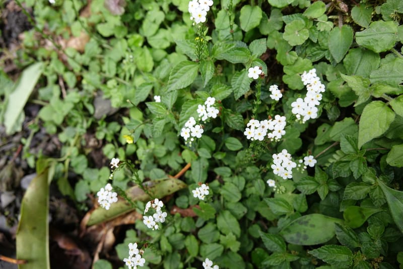 Trigonotis formosana, Tseng Yu-Hsin 1317--Taiwan. SW of Nanshan on highway 7. 20 May 2016. DSC03339 (57).JPG