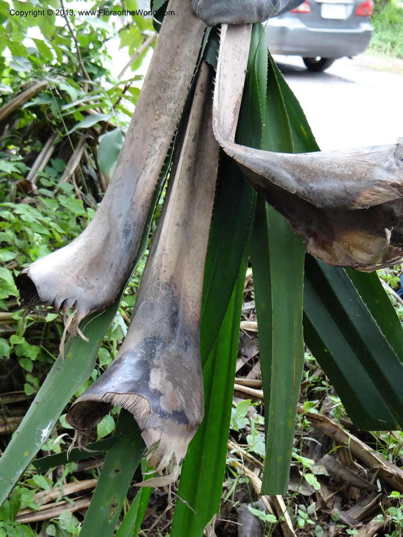 Pandanus unicornutus, Callmander, M 1049--Thailand. Chumphon Prov. Tambon Mab Amarit. 13 Nov 2012. DSC09009 (26).JPG