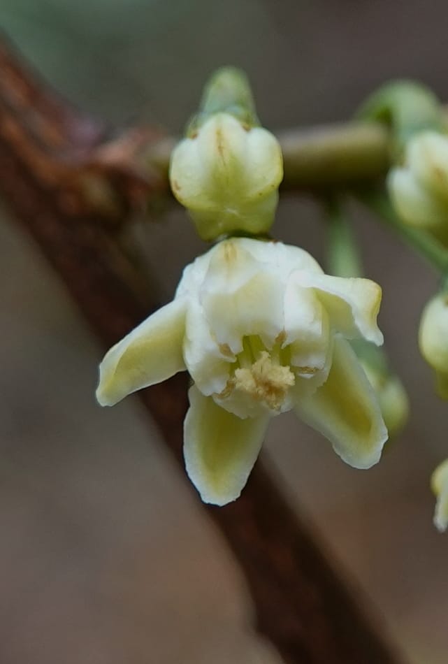 Erythroxylum sinense, D. Boufford 44093--China. Yunnan. Xia Jin Chang village. 29 Apr 2018. DSC00078 (12).JPG