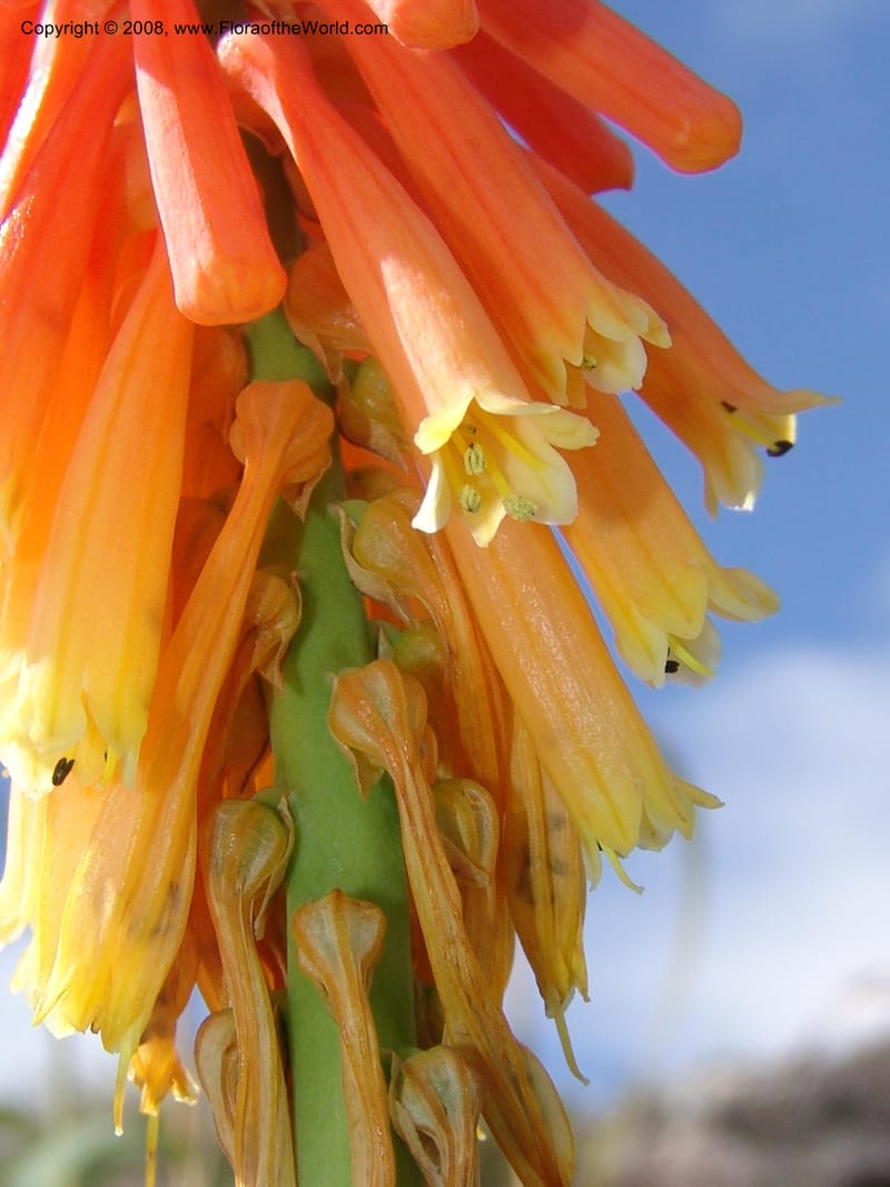 Kniphofia triangularis cf--So.Africa. E. Cape. Umtamvuna Nat. Res. 11 Mch 05. 124.jpg