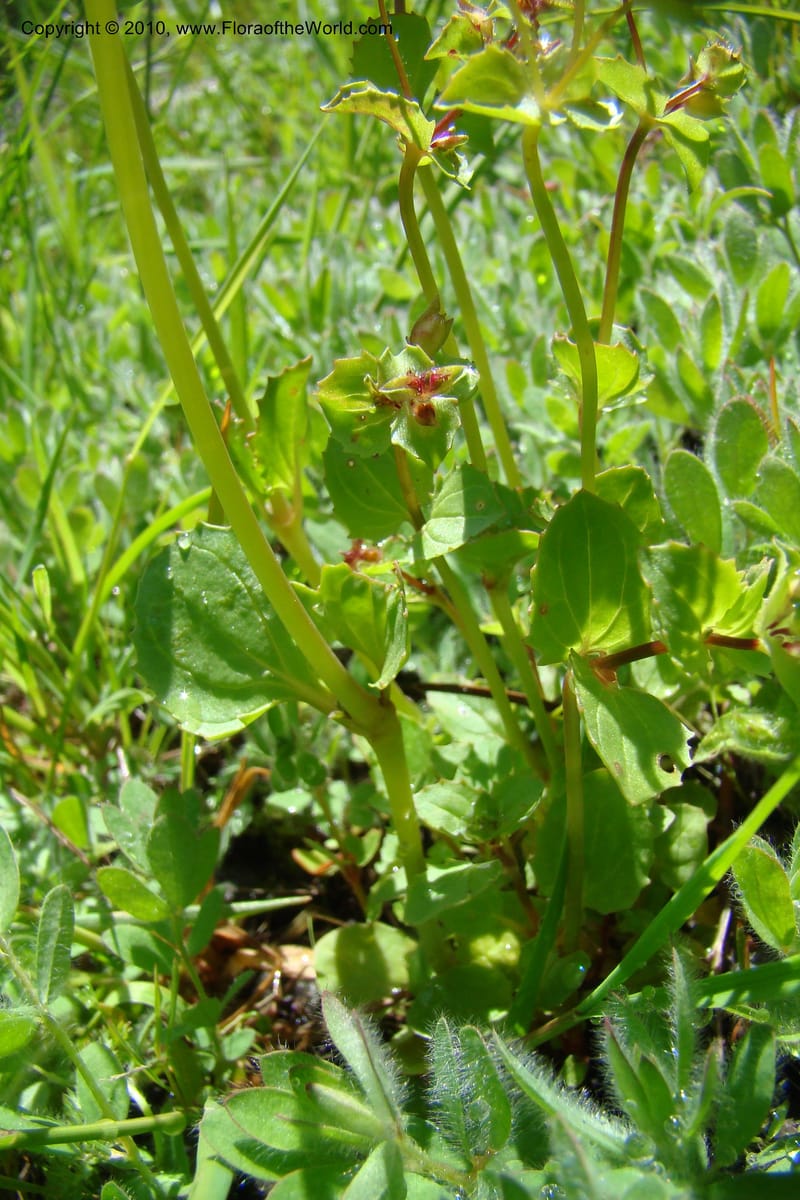 Mimulus guttatus, C. Davidson 11462--ID. Valley Co. Warm Lake. 16 June 2009. 070.jpg