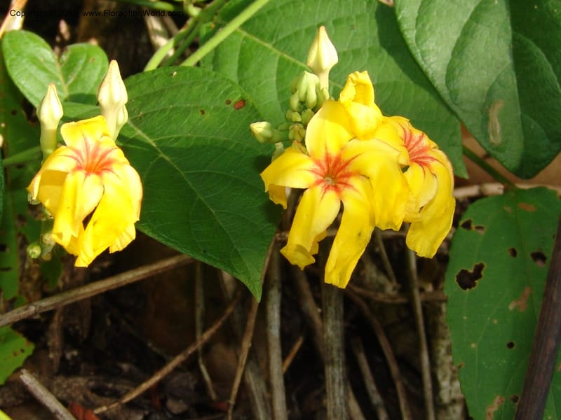 Mandevilla rugellosa, Murakami1226--Bolivia. Pq. Nac. Madidi. Rio Tuichi, San Jose de Uchup. 29 Nov 04. 462.jpg