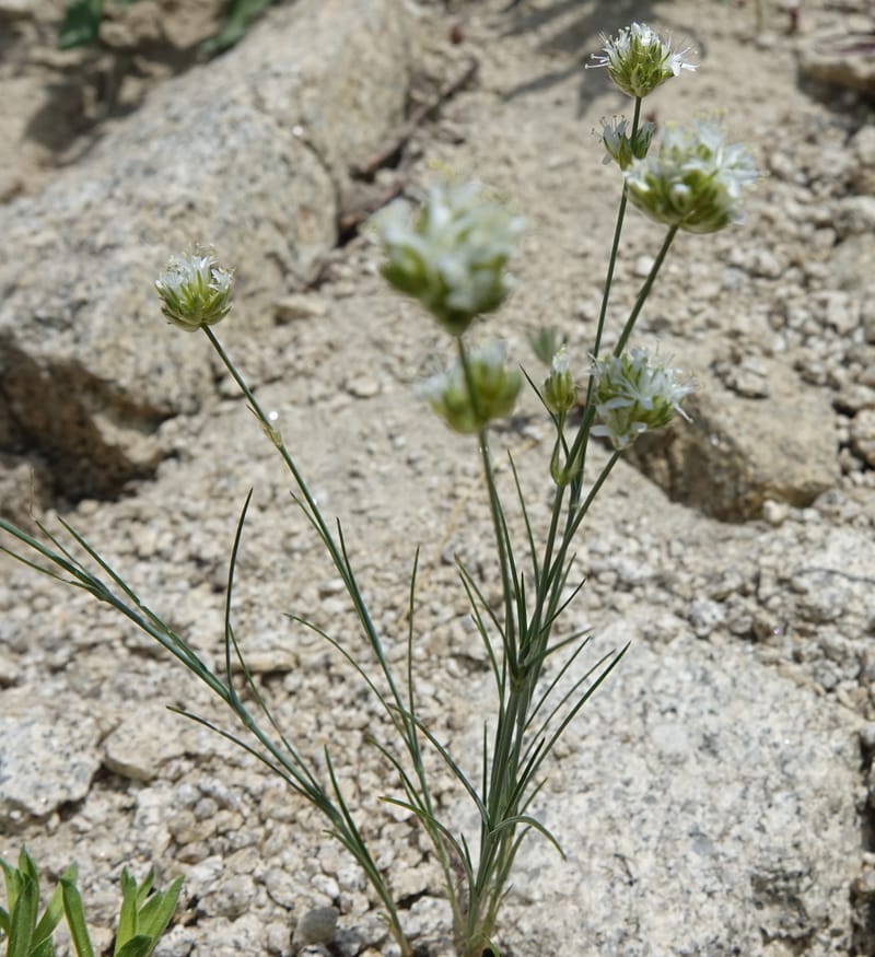 Eremogone congesta, C. Davidson 13712--ID. Boise Co. Scott Mtn. L.O. rd. 15 July 2017. DSC03279 (112).JPG