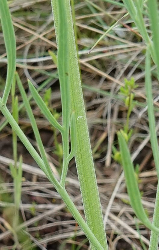 Lomatium triternatum, C. Davidson 13753--Oregon. Wallowa Co. Zumwalt.Trail Cr. Rd. 4 Jun 2018. DSC04078 (110).JPG