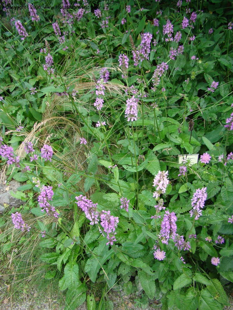 Stachys officinalis--Slovenia. Ljubljana. University Botanical Garden. 7 Jul 08. 039.jpg