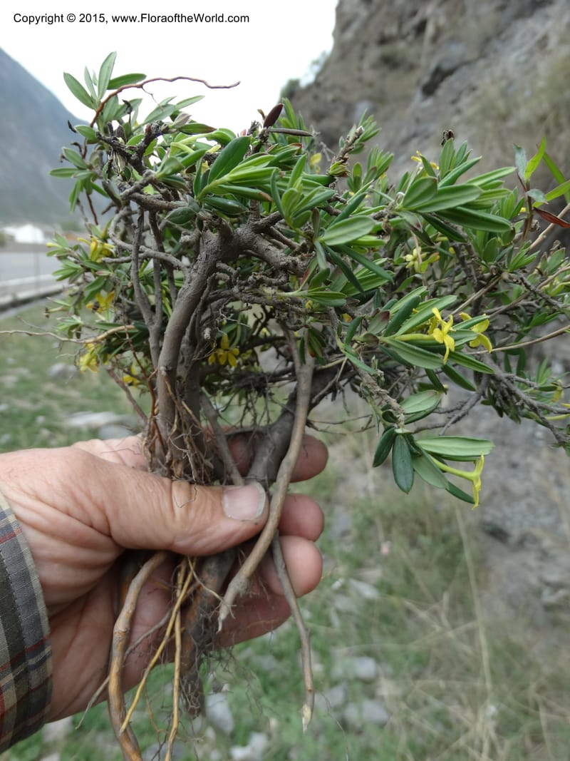 Wikstroemia, Boufford, D 43598--China. Sichuan. Yonghe Village. 6 May 2014. DSC04110 (34).JPG