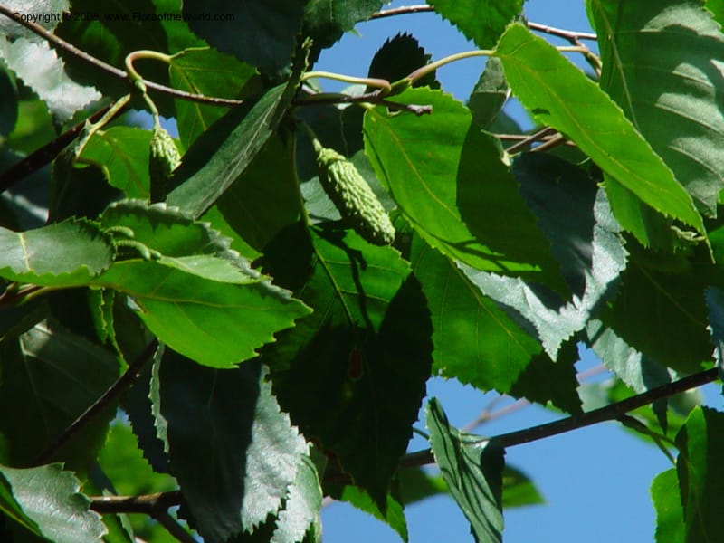 Betula jaquemontii--Canada. Casa Loma, Toronto, Ontario. 11 Aug 02. 006.jpg