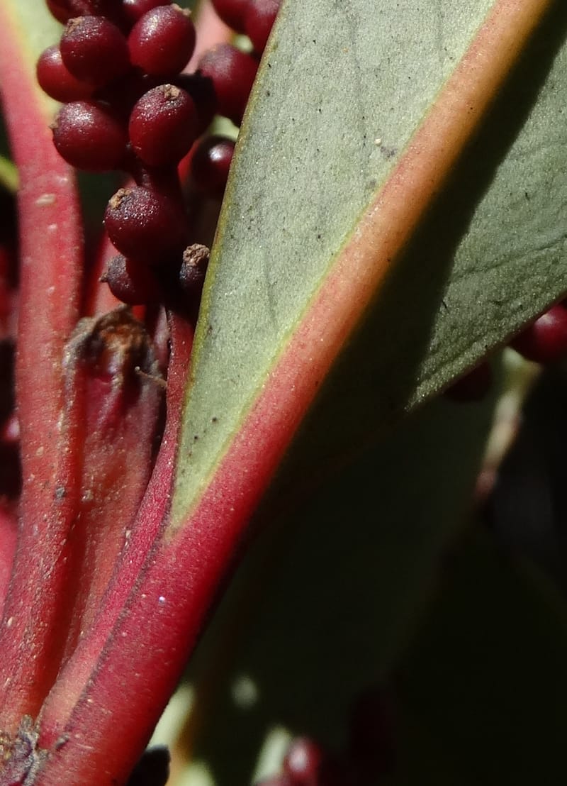 Ascarina rubricaulis, Lowry, P 7372--New Caledonia. Mont Dzumac. 12 Nov 2015. DSC01563 (23).JPG