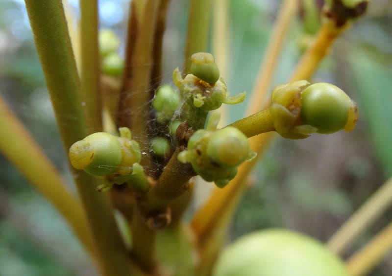 Amaroria soulameoides, [Plunkett, G 3187]--Fiji. Vesidrua Vill. 5 Nov 2015. DSC09215 (169).JPG