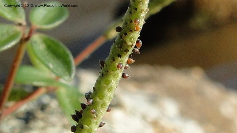 Peperomia tetraphylla, N. Manjato 150--Madagascar. Mania River. 1 May 2010 120 (7).jpg