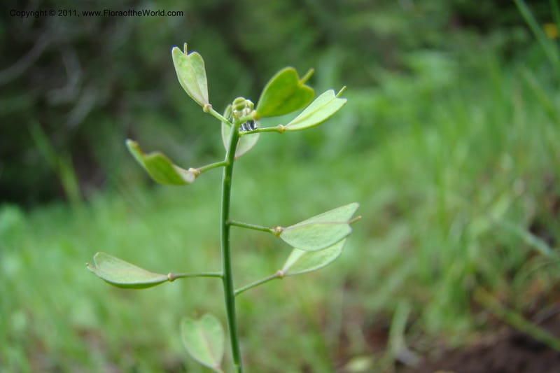 Thlaspi fendleri, C. Davidson 11425--Idaho. Adams Co. Smokey Boulder Rd. 6 June 2009. 131.jpg