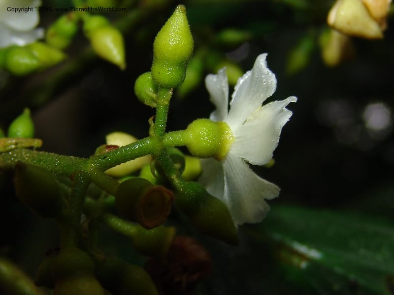 Conostegia, Croat94453--Ecuador. Prov. Pichincha. Res. Guaycuyacu. 10 Feb 05.  045.jpg