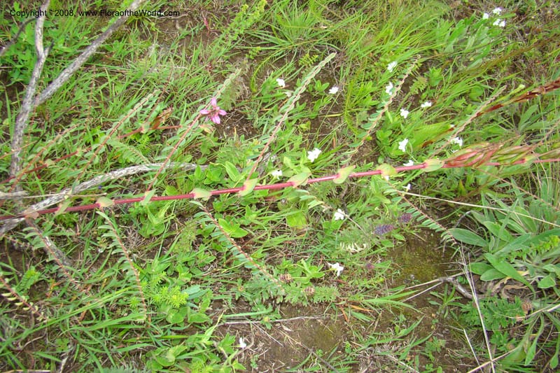 Astragalus atropilosulus ssp. burkeanus, WKindeketa3042--Tanz. Makete Distr. Kitulo Nat. Pk. 25 Jan 08. 233.jpg