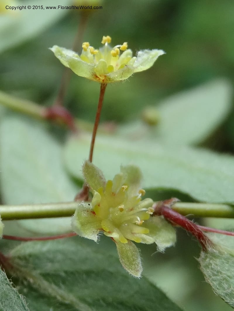 Leptopus chinensis, Boufford, D 43708--China. Sichuan. LongDongZhen on Rd. to LeiYuan Shan. 13 May 2014. DSC05860 (35).JPG
