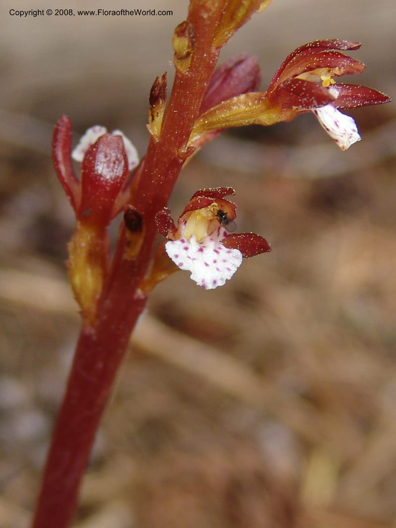 Corallorhiza maculata--CA. Mariposa Co. Yosemite Nat. Pk. Glacier Pt Rd.  27 Jun 06. 054.jpg
