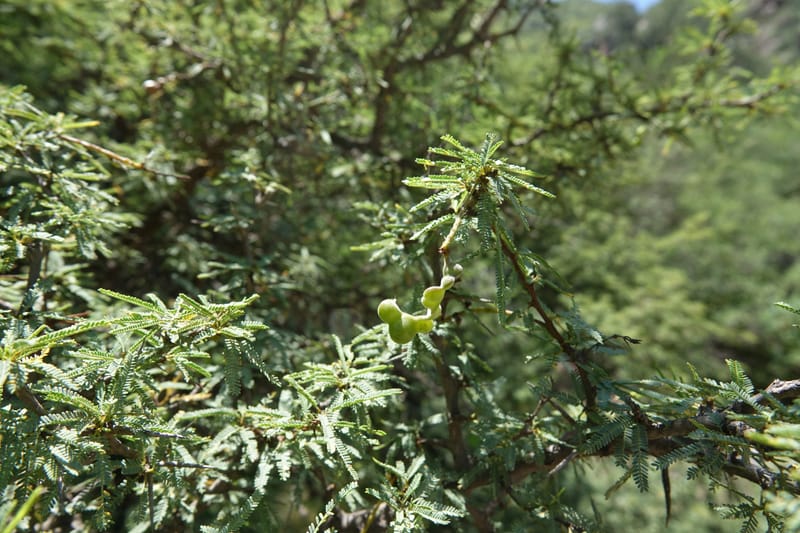 Prosopis torquata, Fortunato 13176--Argentina. Las Bretes. Stop 2. 8 Feb 2018. DSC09642 (3).JPG