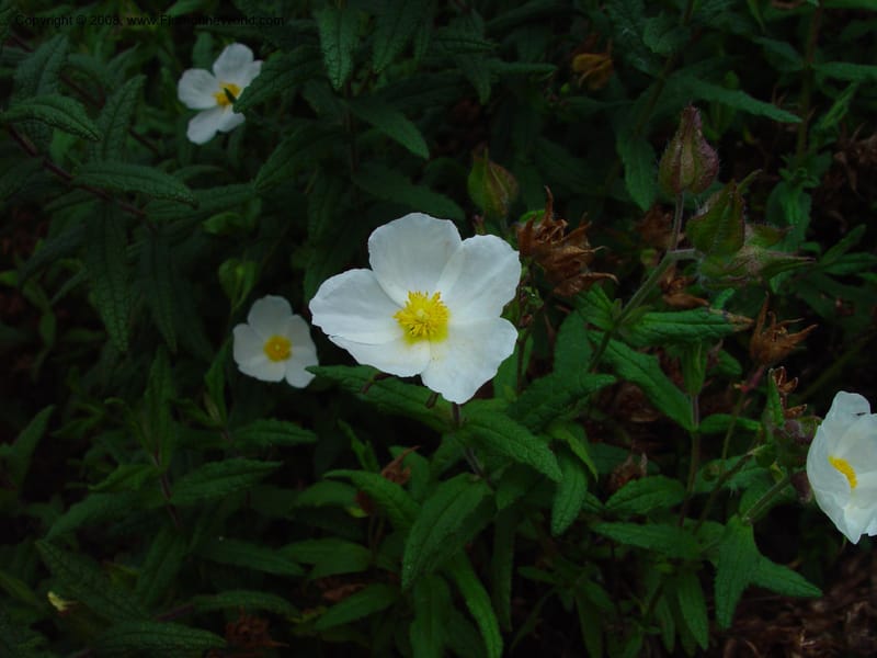 Cistus pilosepalus. 99.0241--CA. UC Berkeley Bot. Gard. 11 Feb 03. 088.jpg
