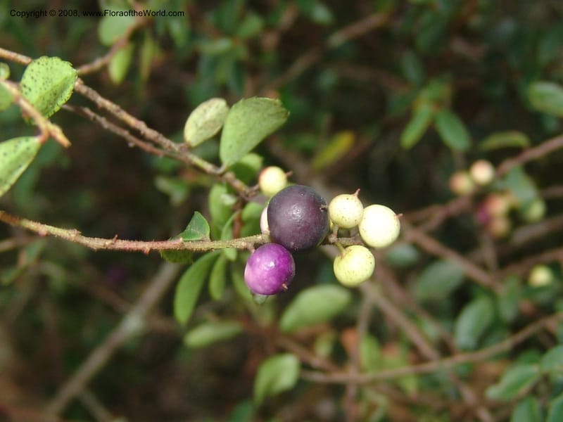 Myrsine africana--So.Africa. Mpumal. Buffelskloof Private Nat. Res. 17 Mch 05. 278.jpg