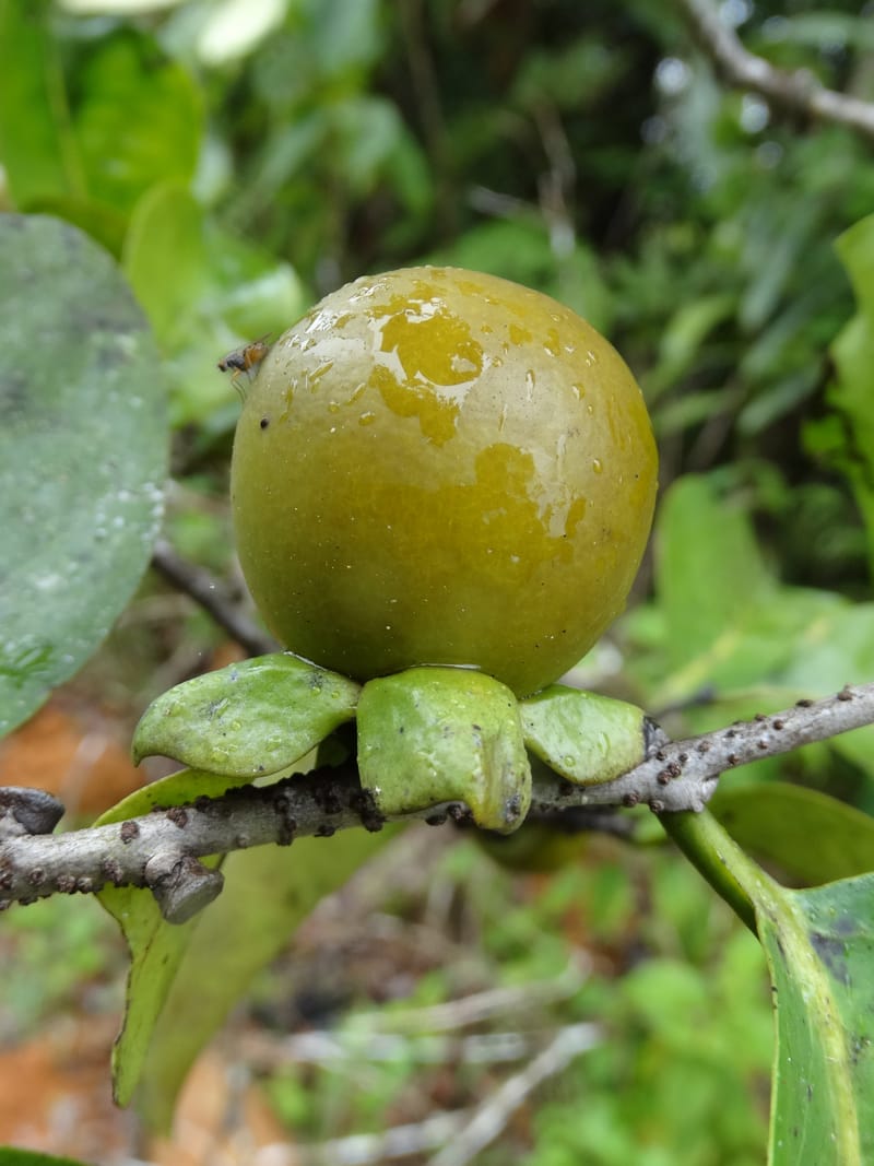 Diospyros, Plunkett, G. 3195--Fiji. Across the road from Waisali RF. 8 Nov 2015. DSC00330 (171).JPG