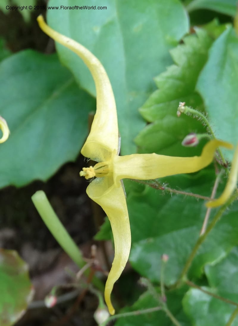 Epimedium, Boufford, D 43586--China. Sichuan. Tudiling Tunnel. 6 May 2014. DSC03860 (186).JPG