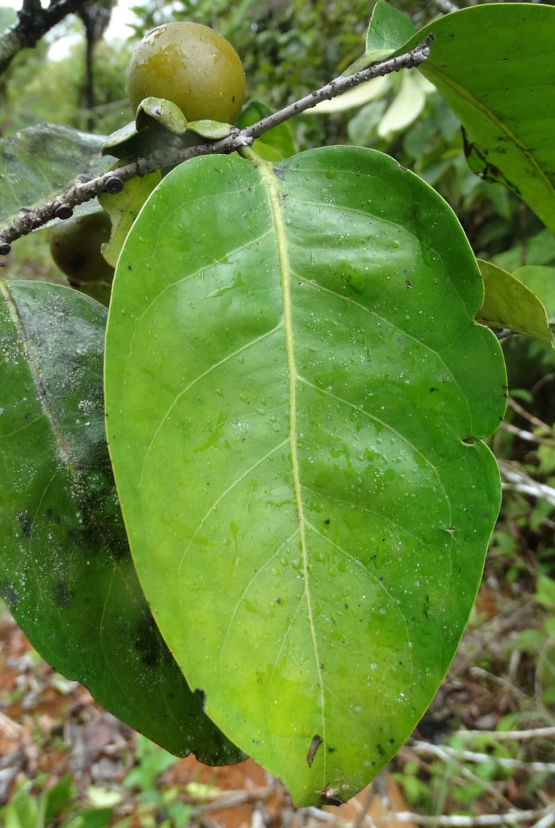 Diospyros, Plunkett, G. 3195--Fiji. Across the road from Waisali RF. 8 Nov 2015. DSC00330 (172).JPG