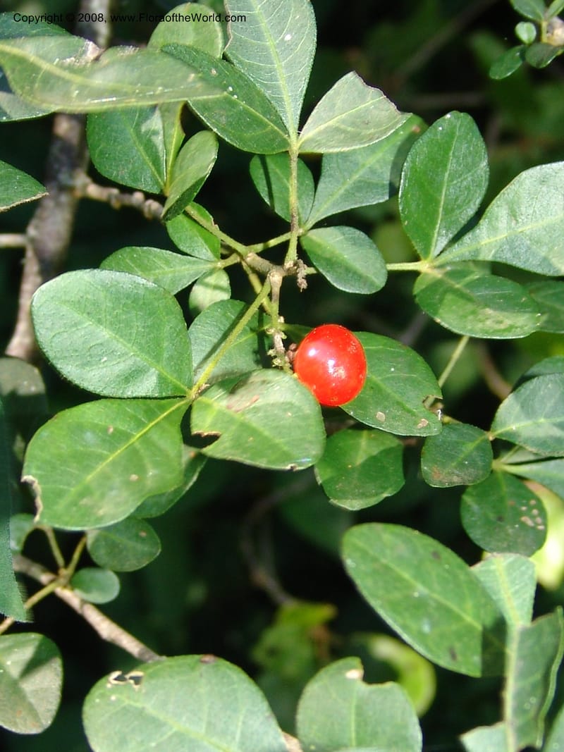 Rhus--So.Africa. E. Cape. Maitland Nat.Res. 5 Mch 05. 154.jpg