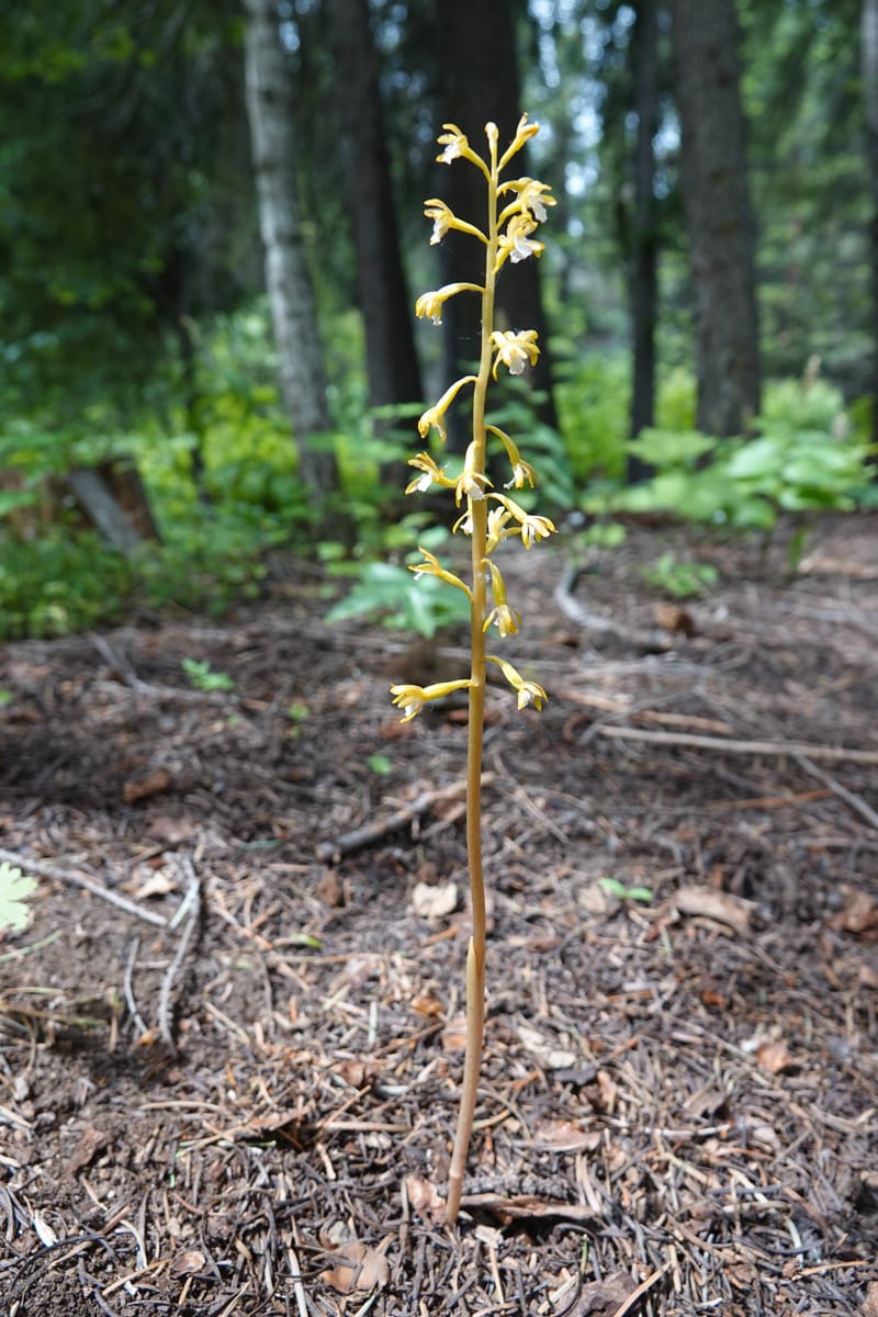 Corallorhiza maculata var. occidentalis, Davidson 13797--ID. Valley Co. Sylvan Beach. 25 Jun 2018. DSC05593 (5).JPG