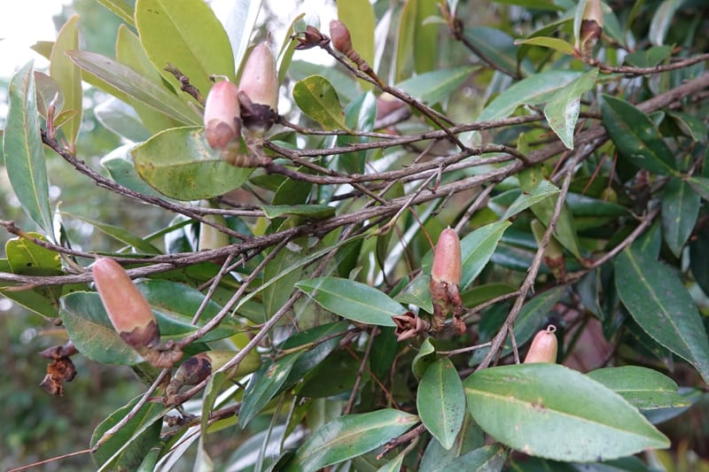 Polyspora axillaris, D. Boufford 44131--China. Yunnan. Meizi Lake Park. 3 May 2018. DSC01424 (91).JPG