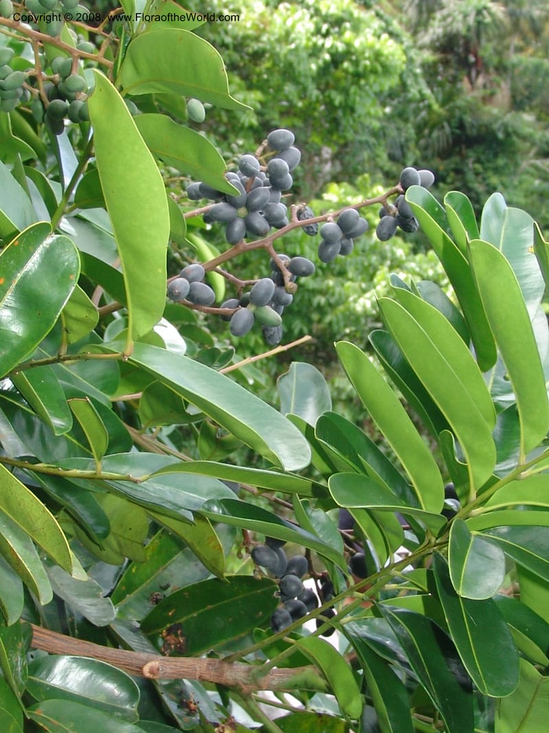 Simarouba amara, AAraujoM1588--Bolivia. Pq. Nac. Madidi. Laguna Chalalan. 26 Nov 04. 507.jpg