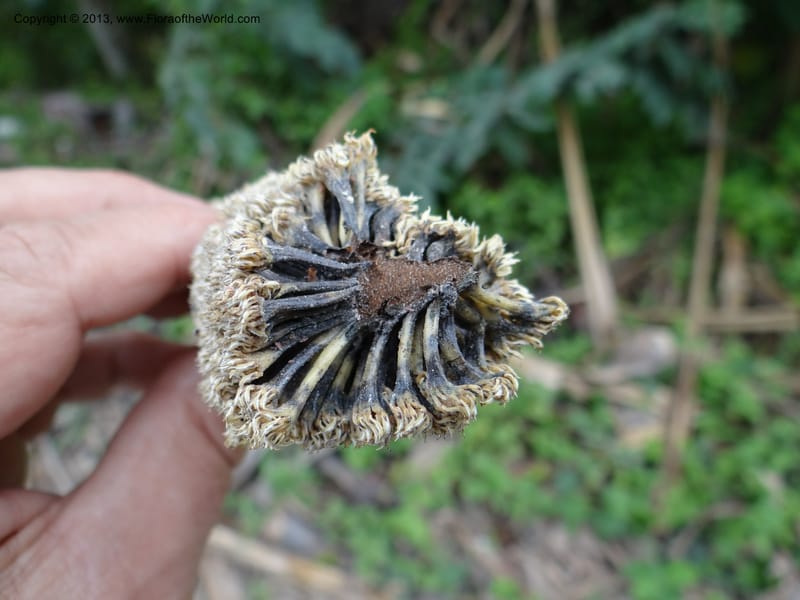 Pandanus unicornutus, Callmander, M 1049--Thailand. Chumphon Prov. Tambon Mab Amarit. 13 Nov 2012. DSC09009 (29).JPG