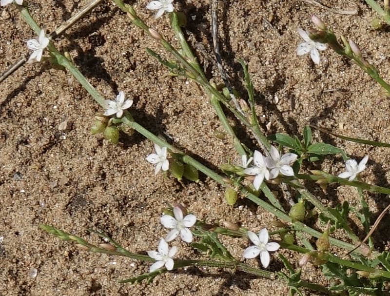 Oxygonum alatum, L. Nanyeni 1143--Namibia. B1 to Rehoboth, Frankie Fredricks St. 15 Mar 2018. DSC00565 (108).JPG