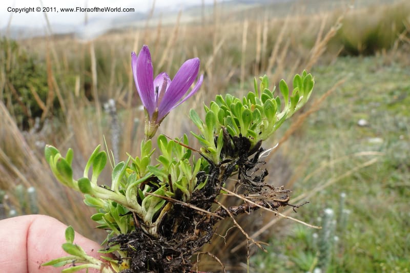Gentianella, Ulloa 2012--Ecuador. Napo. Volcan Antesana. 2 Jun 2011. 129 (6).jpg