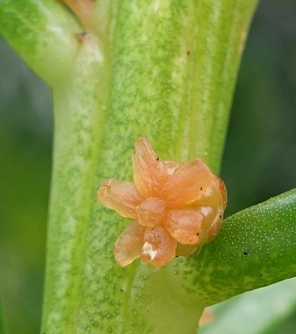 Gyrostemon sheathii, Davidson, C 13516--Australia. W.A. Torndirrup N.P. Frenchman Bay Rd. 30 Oct 2016. DSC06898 (47).JPG